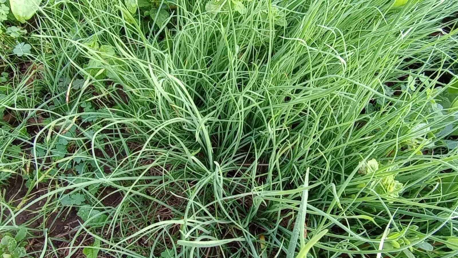 Garlic Chives Live Plant – Perennial Herb in Pots – Allium tuberosum – Culinary, Hardy, Easy to Grow