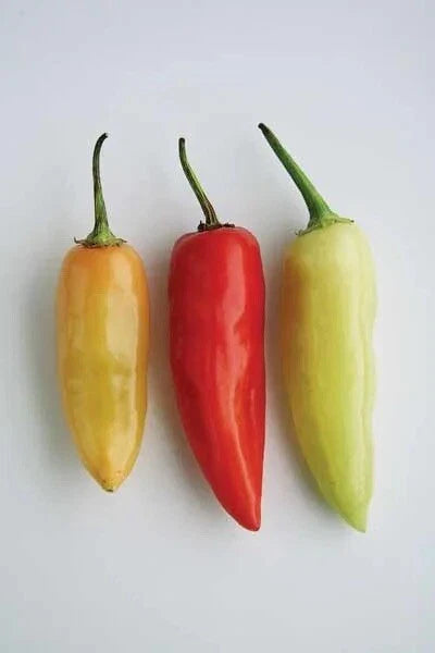 Santa Fe Grande Pepper Seeds - 100 Non-GMO Heirloom Hot Pepper Seeds for Garden, Salsa, and Cooking - Capsicum annuum