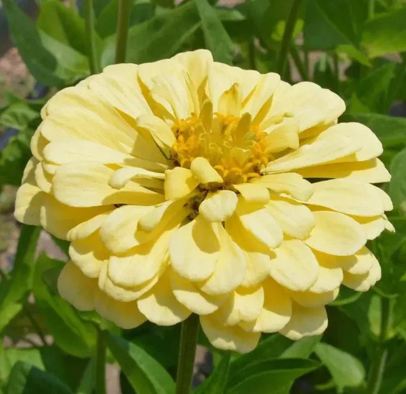 Zinnia Seeds 200 Count Isabellina Yellow Non-GMO Butterfly & Hummingbird Attracting Garden Flowers