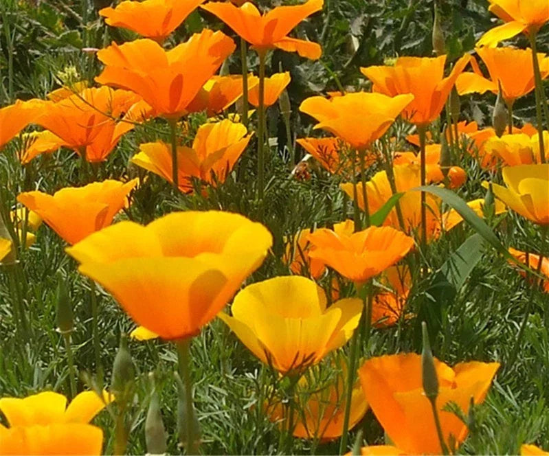 California Poppy Seeds - 200 Count - Bright Orange Flower Seeds - Eschscholzia californica - Easy to Grow Wildflower Seeds