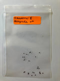 S. Buckleyi x Magonda Hybrid Seeds – Rare Exotic Flowering Plant Seeds for Garden Enthusiasts