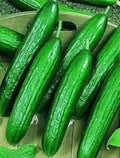 Beit Alpha Cucumber Seeds - Organic Heirloom Persian Lebanese Variety, Cucumis sativus, Long, Slender, Crisp, Non-GMO, 100+ Seeds