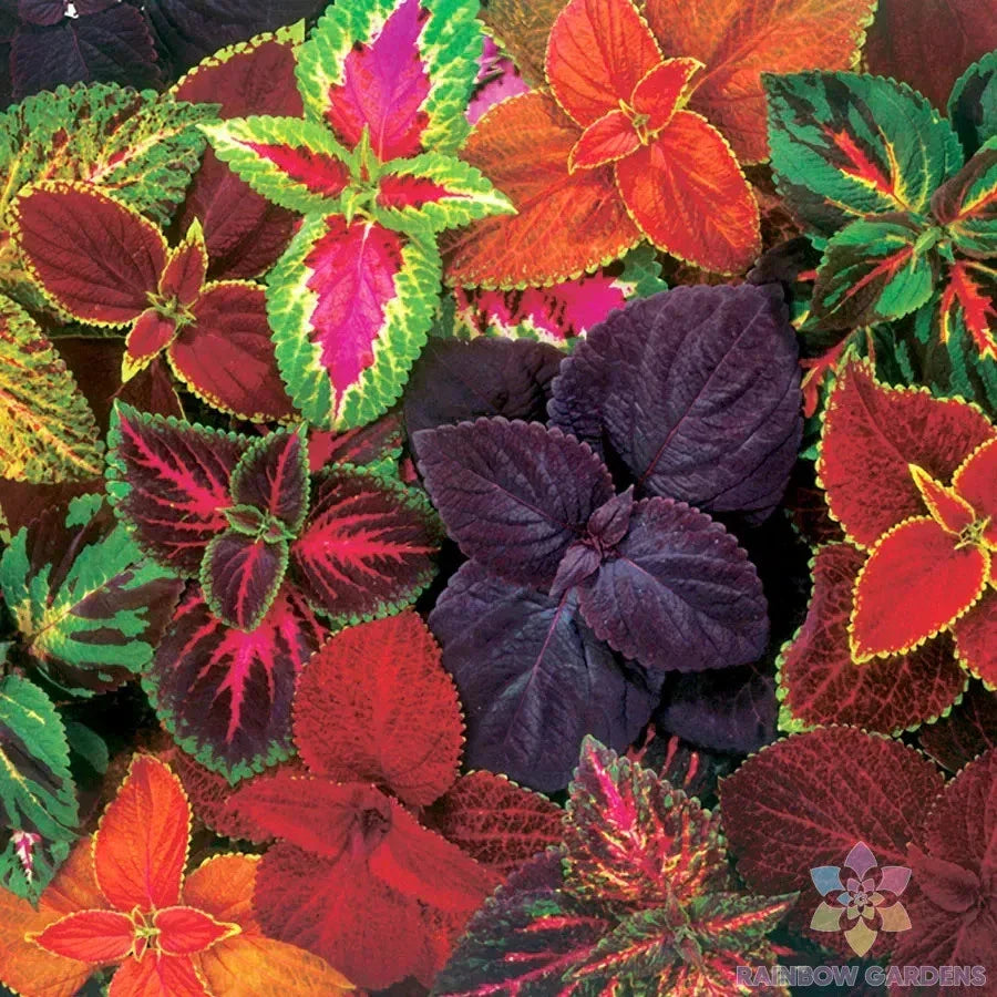 Giant Exhibition Mix Coleus Seeds - Colorful Foliage for Containers & Borders - Solenostemon scutellarioides, 25+ Seeds