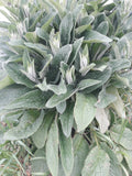 Comfrey Root Cuttings LIVE 4 Bocking 4 Symphytum × uplandicum Medicinal Herb Soil Fertilizer