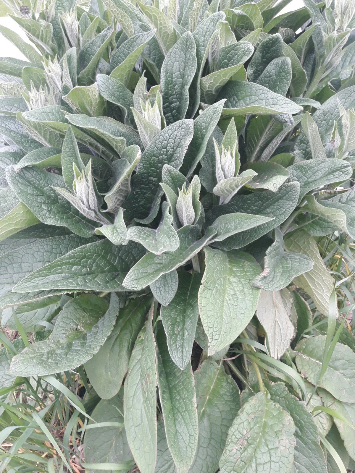 Comfrey Root Cuttings LIVE 4 Bocking 4 Symphytum × uplandicum Medicinal Herb Soil Fertilizer