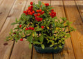 Bonsai Firethorn Tree Seeds - Pyracantha Coccinea - Drought-Resistant Ornamental Plant for Bonsai and Garden