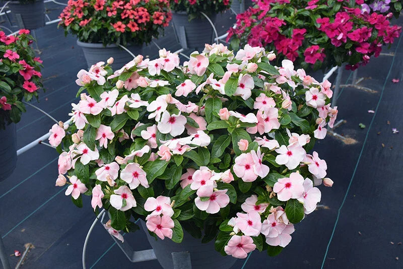Vinca Titan Apricot Seeds - 100 Pack, Catharanthus roseus, Annual Flower Seeds for Garden, Container, Border, Drought Tolerant