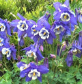 Columbine Seeds - 500 Non-GMO Blue Perennial Aquilegia caerulea for Spring Blooms, Butterfly & Hummingbird Attractant