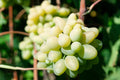 Rare Cotton Candy Grape Cuttings - 5 Rooting Grafting Vitis vinifera for Home Garden