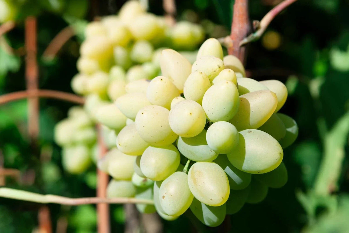 Rare Cotton Candy Grape Cuttings - 5 Rooting Grafting Vitis vinifera for Home Garden