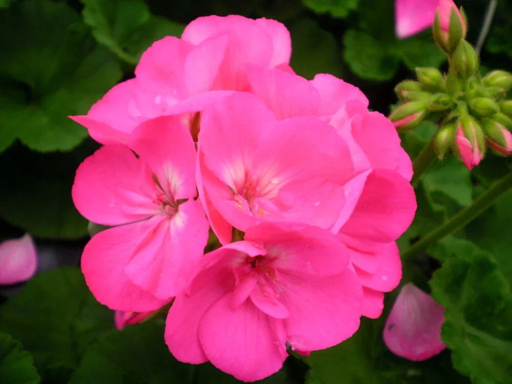 Maverick Pink Geranium Seeds - Pelargonium x hortorum - 12 Fresh Flower Seeds for Bright Pink Blooms, Easy to Grow, Garden & Container Plant