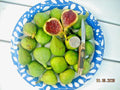 Fig Tree Cuttings - Vasilika Sika White Fig - Cold Hardy Ficus carica - 6 Pack for Gardening
