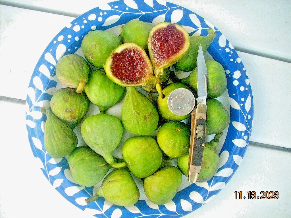 Fig Tree Cuttings - Vasilika Sika White Fig - Cold Hardy Ficus carica - 6 Pack for Gardening
