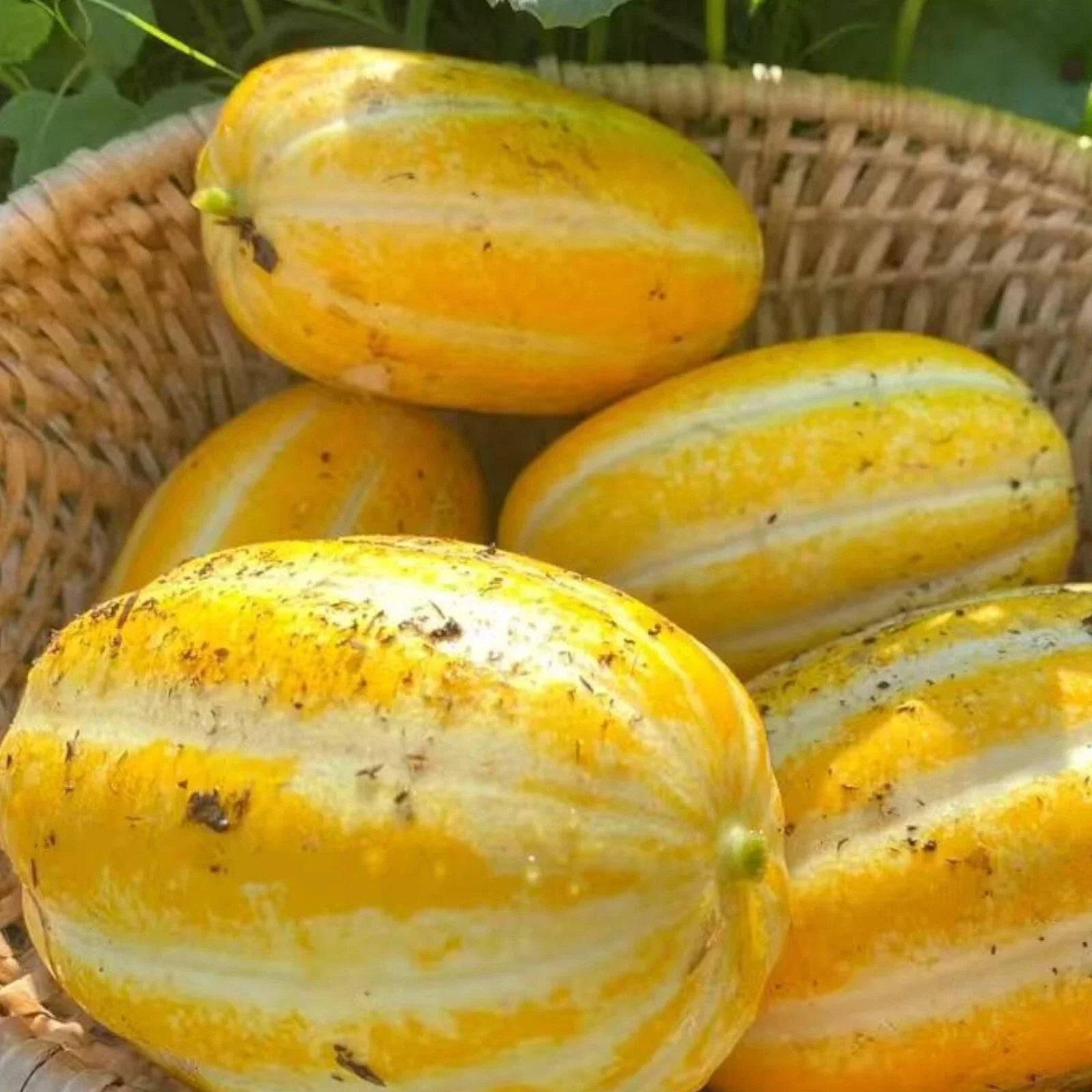 Korean Melon Seeds - 120+ Pack, Asian Cucumber Melon Variety, Cucumis melo subsp. makuwa, Sweet and Refreshing Fruit Seeds