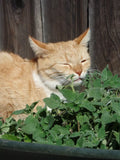 Catmint Herb Seeds - 1000 Pack, Nepeta cataria, Perennial Herb for Gardens & Indoor Pots
