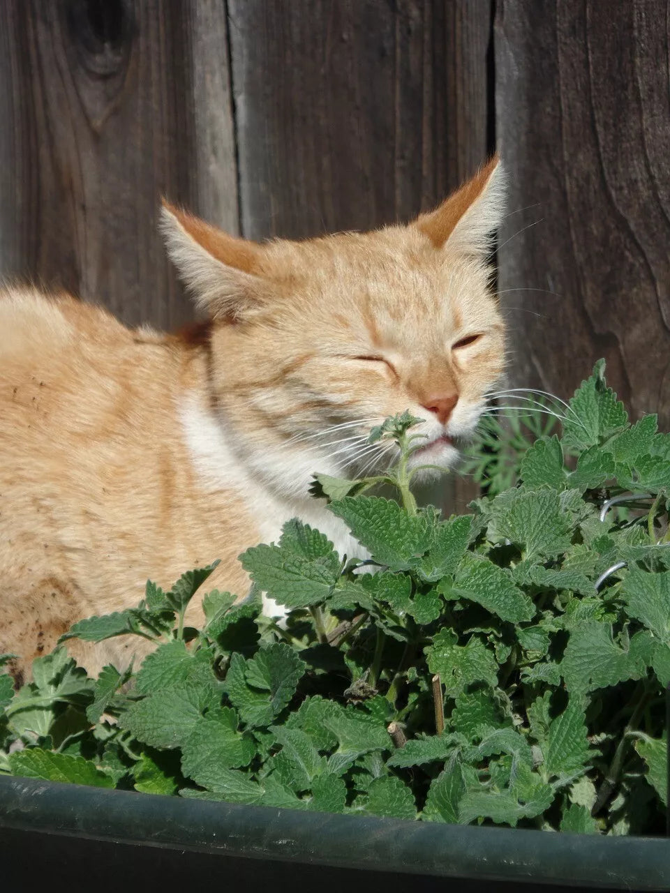 Catmint Herb Seeds - 1000 Pack, Nepeta cataria, Perennial Herb for Gardens & Indoor Pots