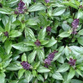 Cinnamon Basil Seeds - Non-GMO Herb Seeds - Ocimum basilicum - Aromatic, Fragrant, Culinary, Indoor & Outdoor Gardening