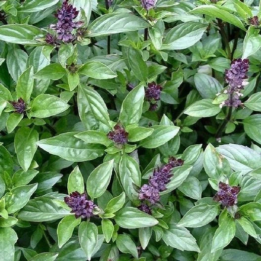 Cinnamon Basil Seeds - Non-GMO Herb Seeds - Ocimum basilicum - Aromatic, Fragrant, Culinary, Indoor & Outdoor Gardening