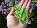 Sugar Snow Pea Seeds - Dwarf, Tender & Sweet Pisum sativum, 50 Count Packet for Small Gardens & Containers
