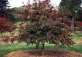 Deciduous Holly Live Plants Set of 2 – Ilex decidua Bare Root Red Berries for Zones 5-9