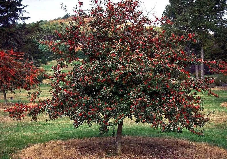 Deciduous Holly Live Plants Set of 2 – Ilex decidua Bare Root Red Berries for Zones 5-9
