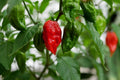 Ghost Pepper Seeds - Over 50 Seeds - Bhut Jolokia - 1 Million+ Scoville Hot Pepper Seeds for Spicy Gardens & Culinary Use