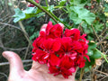 Vivid Red Pelargonium Peltatum Ivy Geranium Live Starter Cuttings - 3x6 Inches, Trailing, Bright Red Blooms