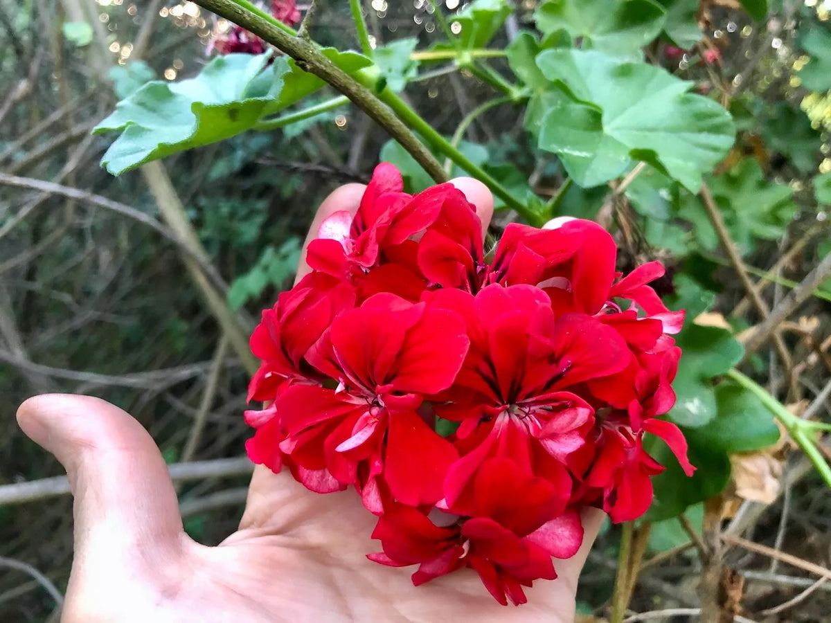Vivid Red Pelargonium Peltatum Ivy Geranium Live Starter Cuttings - 3x6 Inches, Trailing, Bright Red Blooms