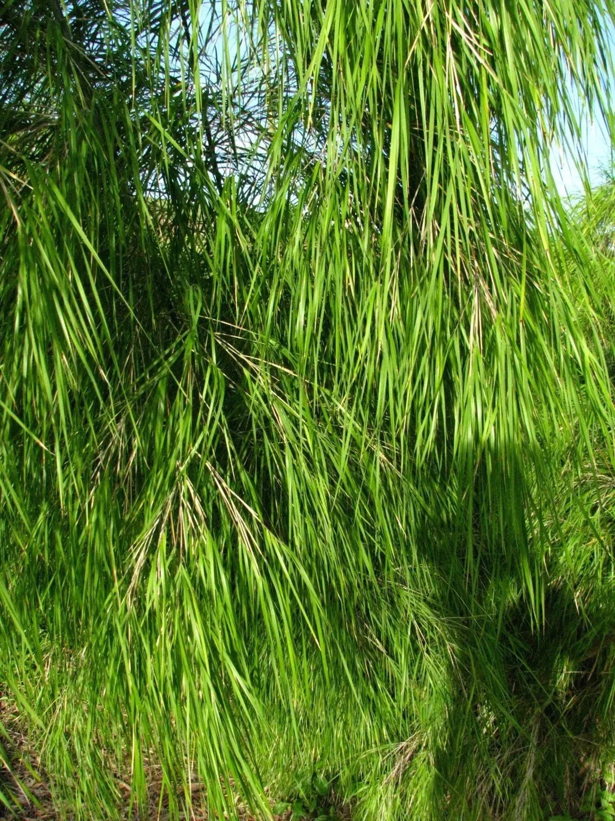 Mexican Weeping Bamboo Seeds - 100 Perennial Ornamental Seeds for Privacy - US Seller