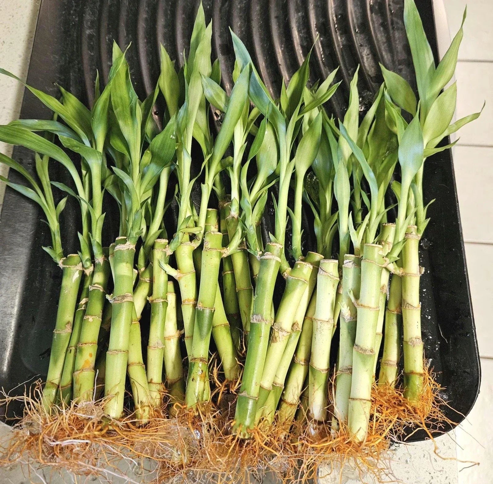 Lucky Bamboo Plants 6 Inches - Dracaena sanderiana Indoor Feng Shui Decor, Potted Houseplants, Positive Energy Gift