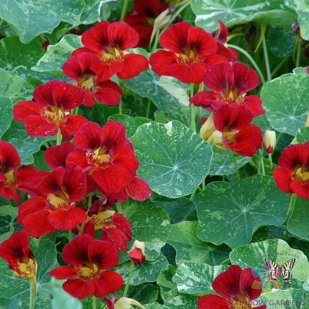 Troika Red Nasturtium Seeds - 50+ Pack, Bright Edible Flowers, Tropaeolum majus, Garden Planting, Annual, Full Sun