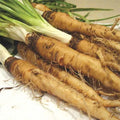 Salsify Seeds - Mammoth Sandwich Island Variety - Organic Tragopogon porrifolius - Root Vegetable for Cooking & Gardening