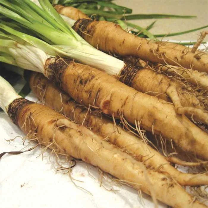 Salsify Seeds - Mammoth Sandwich Island Variety - Organic Tragopogon porrifolius - Root Vegetable for Cooking & Gardening