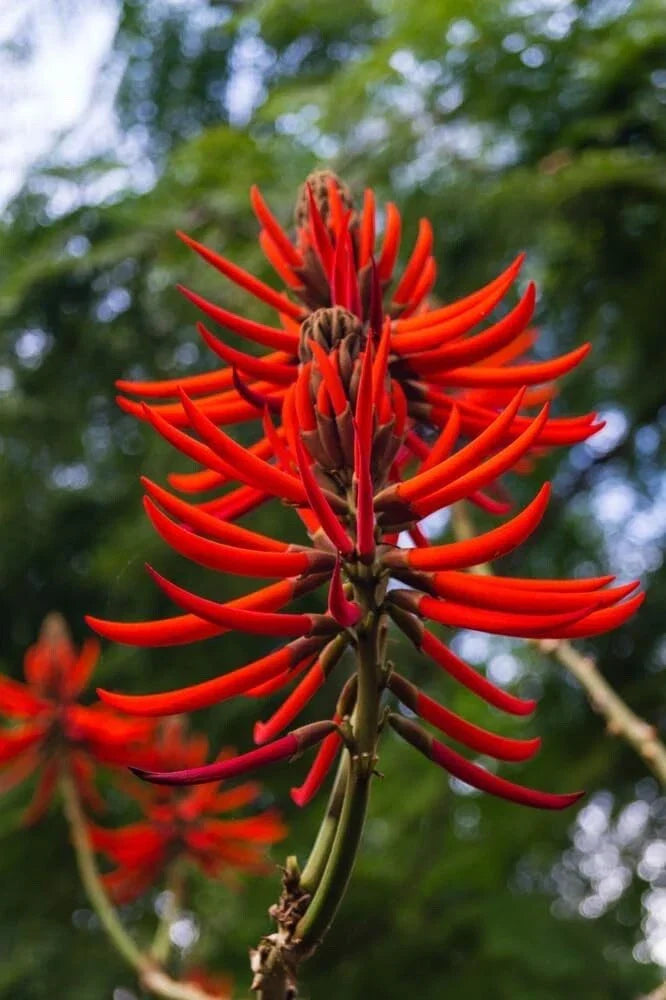Kaffir Coral Tree Seeds - 20 Pack, Erythrina variegata, Exotic Tropical Tree for Garden, Vibrant Flowers & Unique Foliage