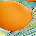 Golden Eggplant Seeds - 50+ Heirloom Non-GMO Indoor/Outdoor Solanum melongena Seeds for Garden or Houseplant