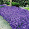 Italian Lavender Seeds - Heirloom Non-GMO Aromatic Herb Seeds - Lavandula angustifolia for Garden, Culinary & Ornamental Use