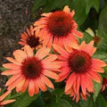 Sunset Coneflower Seeds - Perennial Echinacea purpurea - Vibrant Sunset Blooms for Gardens & Pollinators - USA Grown