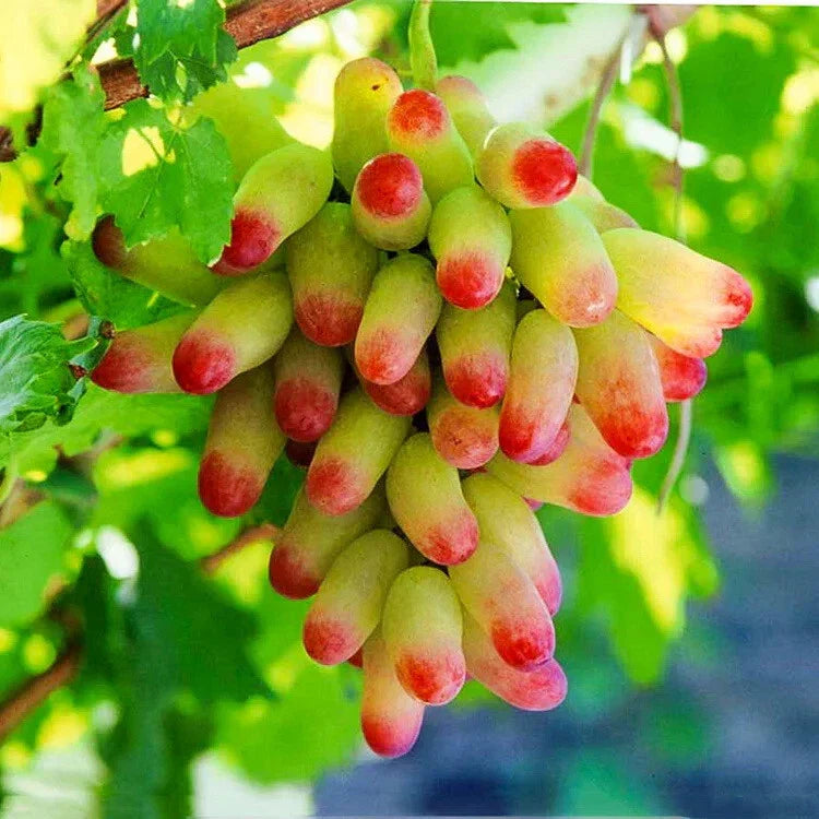 Halloween Fingers Grape Cuttings – Unrooted Vitis vinifera for Rooting & Grafting – Unique Halloween Decor Plants