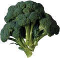 Broccoli Seeds - 15 Pack - Heirloom Brassica oleracea - Organic, Non-GMO, Full Sun, Easy to Grow