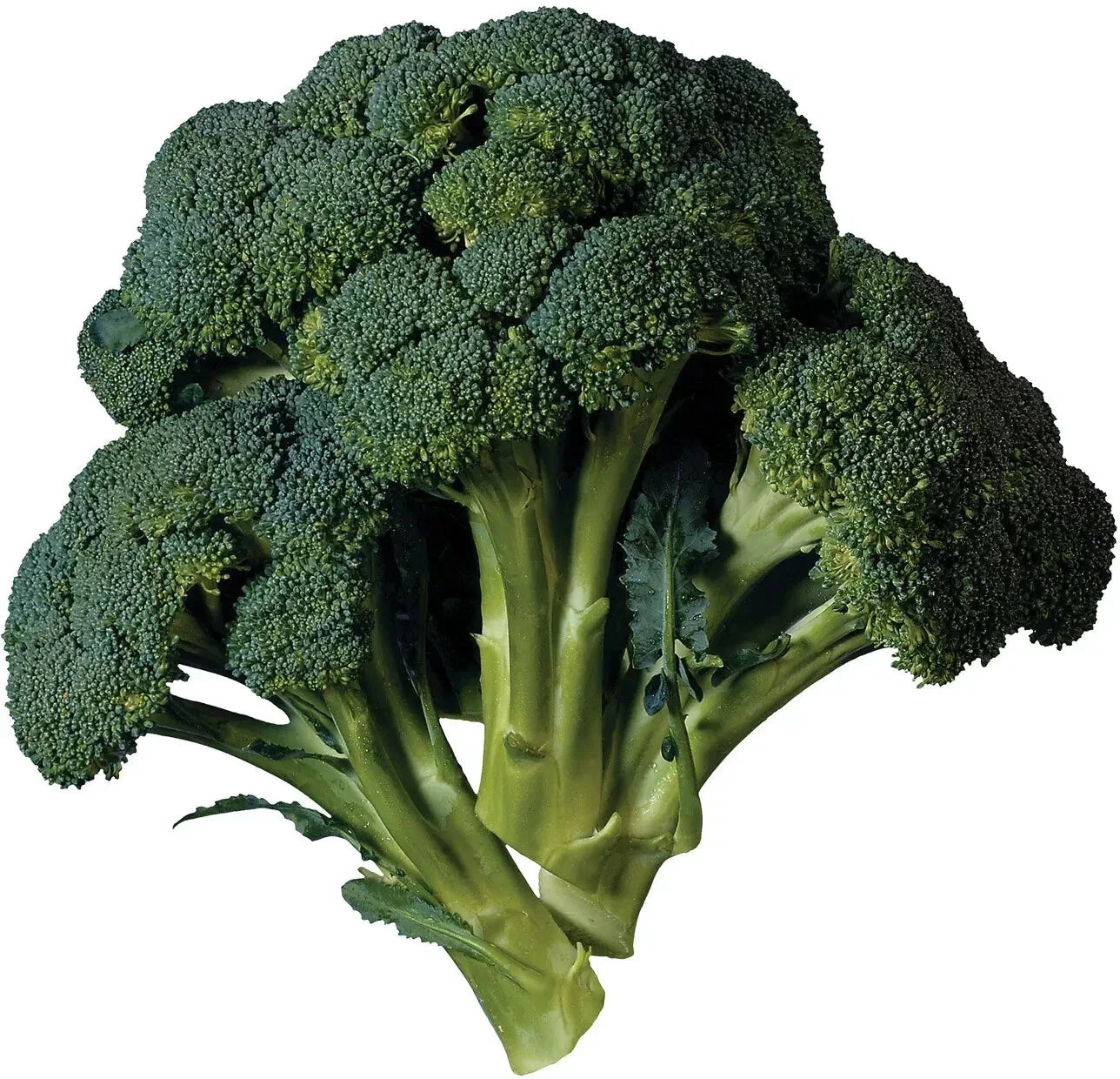 Broccoli Seeds - 15 Pack - Heirloom Brassica oleracea - Organic, Non-GMO, Full Sun, Easy to Grow