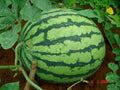 Crimson Sweet Watermelon Seeds - 50 Pack, Citrullus lanatus, Heirloom, Sweet Red Flesh, Vining Garden Seeds
