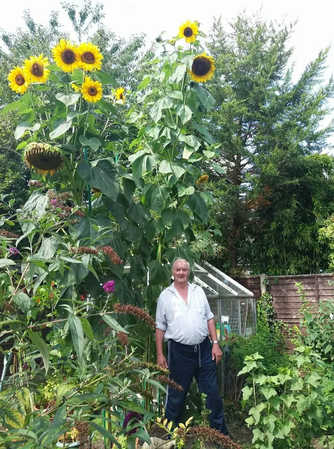 King Kong Sunflower Seeds - Multi-Headed Helianthus annuus - Large Vibrant Yellow Blooms for Garden & Cut Flowers