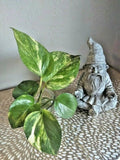 Live Rooted Pothos Cuttings - Green Trailing Houseplant - Epipremnum aureum, Indoor Air-Purifying Plant, Easy Care
