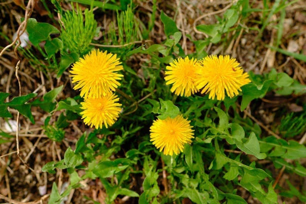 Dandelion Seeds Bulk - 2500 Perennial Yellow Flower Seeds - Taraxacum officinale for Garden, Pollinator Attractant