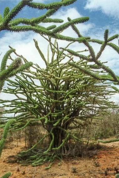 Madagascar Ocotillo Tree Seeds - Alluaudia procera - Drought-Tolerant Succulent Seeds for Xeriscaping and Arid Gardens