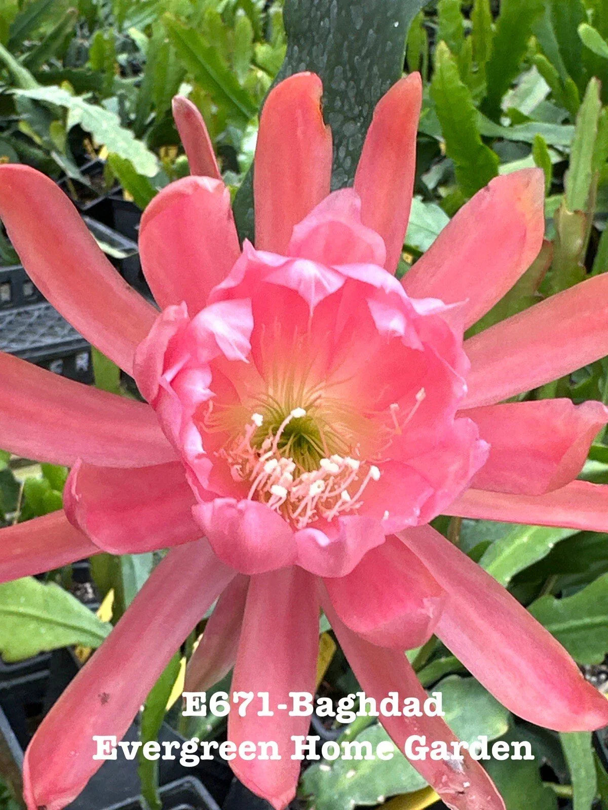 Epiphyllum Orchid Cactus "Baghdad" - 4" Rooted Houseplant, Tropical Succulent, Easy Care Epiphyllum spp.