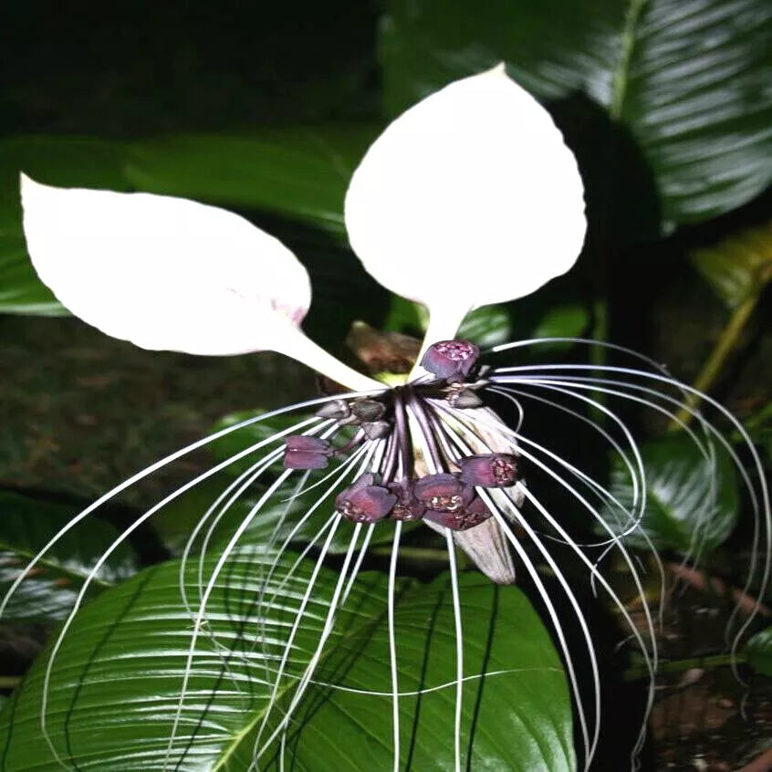 White Bat Orchid Flower Seeds - 10 Pack - Tacca Integrifolia - Exotic Tropical Houseplant Seeds