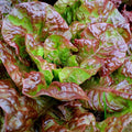 Ruby Red Leaf Lettuce Seeds - Non-GMO Heirloom, Loose-Leaf, Lactuca sativa, 1000+ Seeds for Salad Gardens