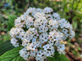 Viburnum Allegheny Cuttings - Hardy Flowering Bush for Hedges - Viburnum trilobum - 6 Plant Cuttings