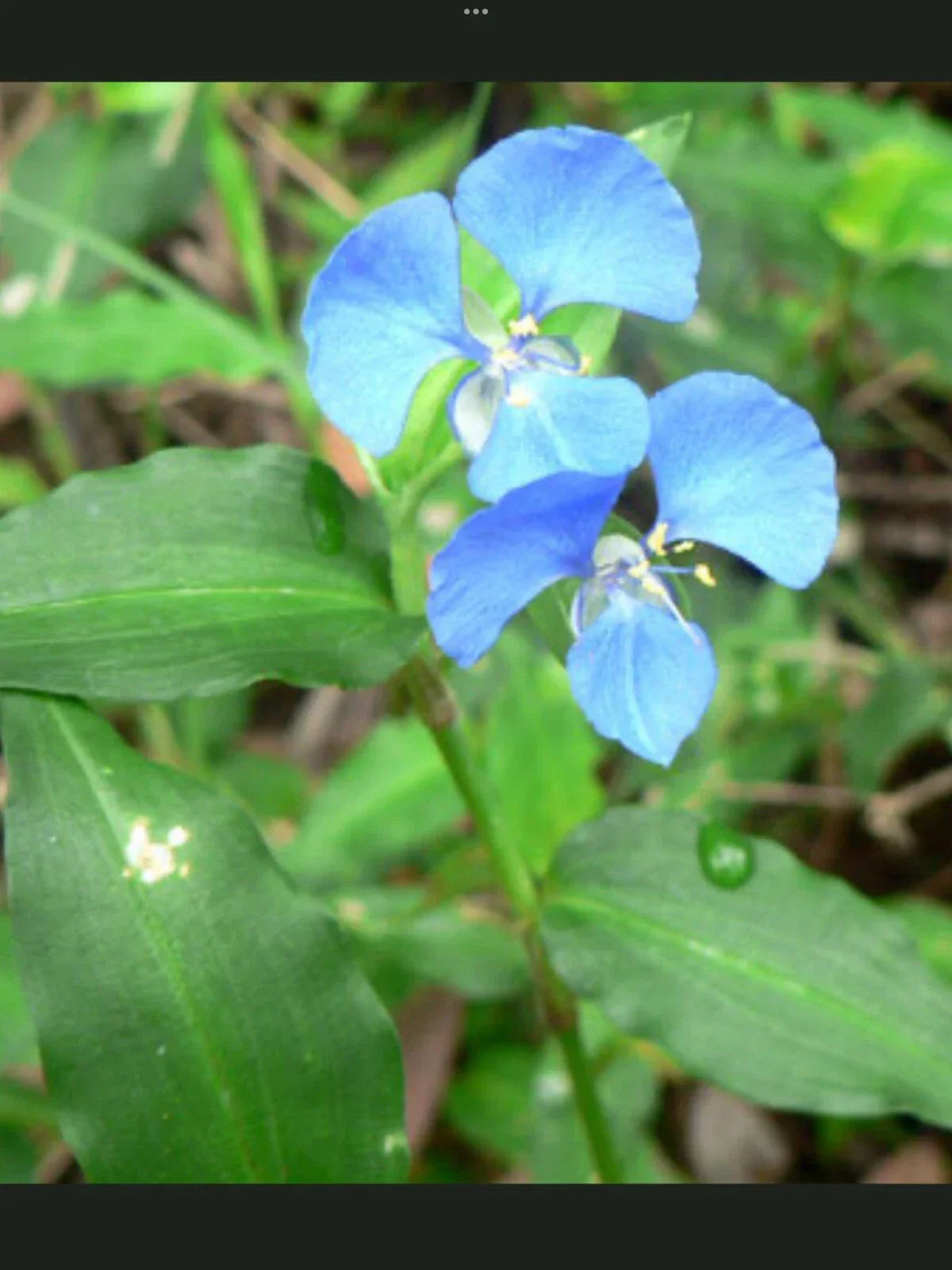 Blue Wandering Jew Day Lily Plants - 5 Bare Rooted Tradescantia pallida - Vibrant Blue Foliage, Ground Cover, Container Plant
